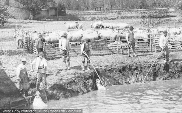 Photo of Radcot, Sheep Dipping In The Thames c.1880