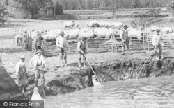 Sheep Dipping In The Thames c.1880, Radcot