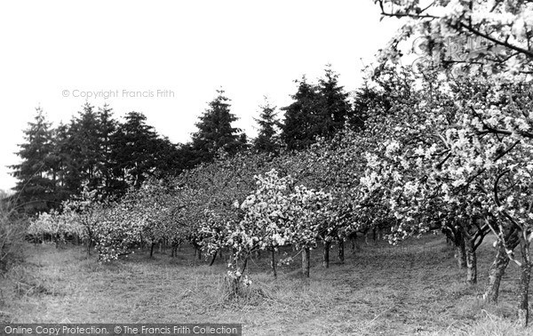 Photo of Rake, Fruit Blossom c.1955
