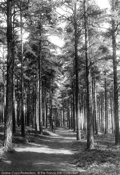 Photo of Rake, Through The Pines To Winterfold 1901