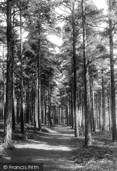Through The Pines To Winterfold 1901, Rake