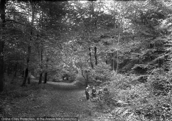 Photo of Ranmore Common, In The Woods 1906