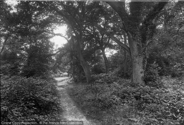 Photo of Ranmore Common, In The Woods 1932