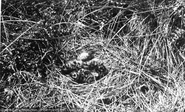 Photo of Ravenglass, Seagull's Nest c.1955