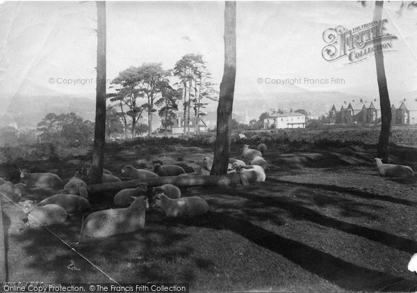 Photo of Redhill, Common 1886