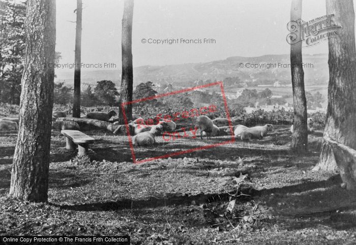 Photo of Redhill, Sheep On The Common 1886