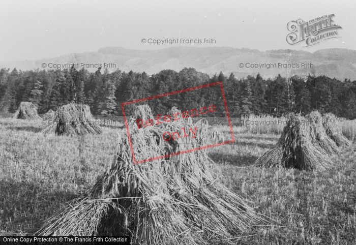 Photo of Reigate, Corn Field 1886