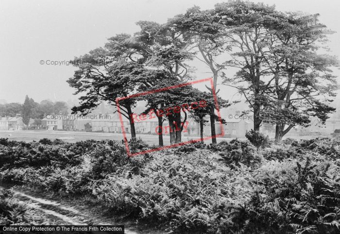 Photo of Reigate, Heath, The Clump 1906