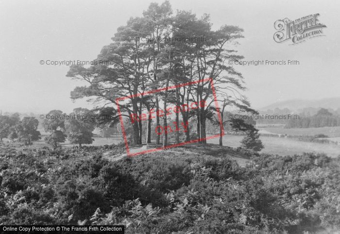 Photo of Reigate, Heath, The Clumps 1886