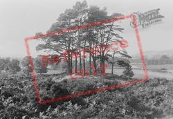 Heath, The Clumps 1886, Reigate