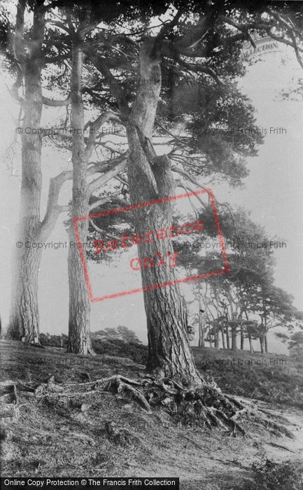Photo of Reigate, Heath, The Clumps 1886