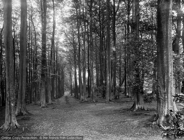 Photo of Reigate, Hill, The Beeches 1937
