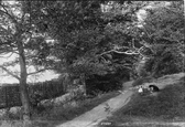 View In The Park 1907, Reigate