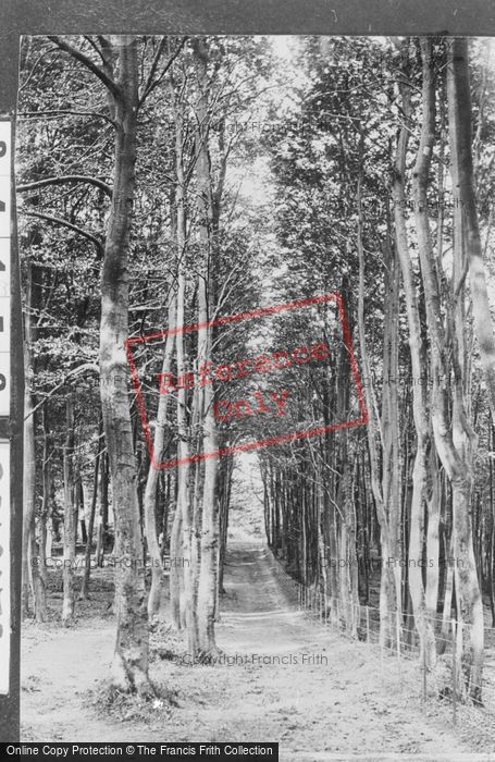 Photo of Reigate, Walk Through The Beeches 1894