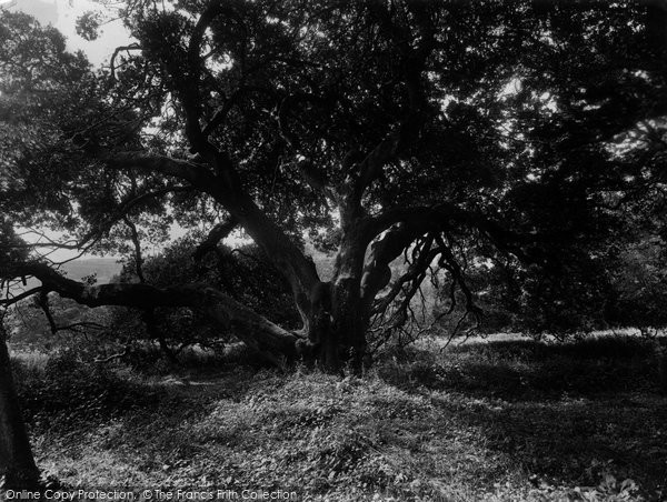 Photo of Restormel, Old Tree At The Castle 1931