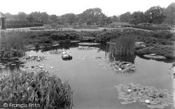 Lily Pond In Park c.1955, Retford