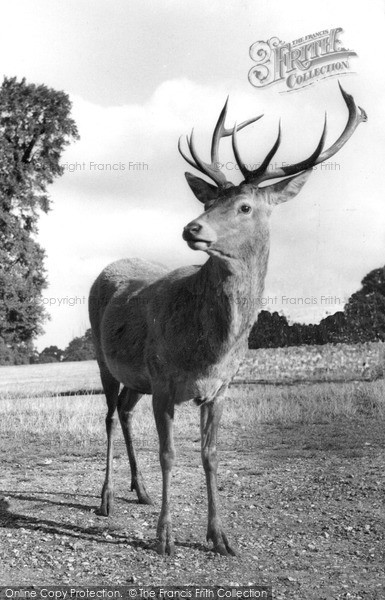 Photo of Richmond, A Stag c.1960