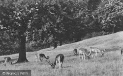 Deer In The Park c.1950, Richmond