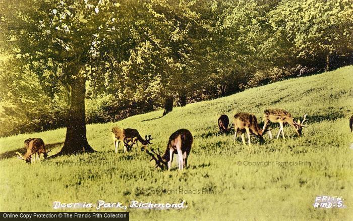 Photo of Richmond, Deer In The Park c.1950