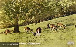 Deer In The Park c.1950, Richmond