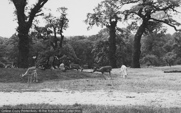 Photo of Richmond, Deer In The Park c.1955