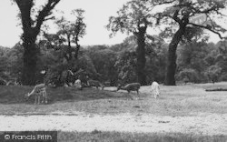 Deer In The Park c.1955, Richmond