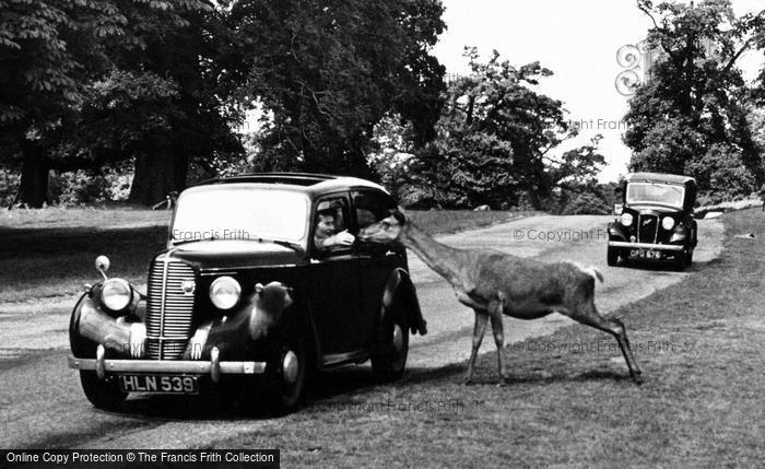 Photo of Richmond, Park, An Inquisitive Deer c.1955