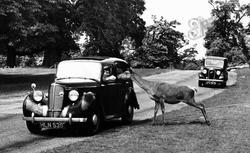Park, An Inquisitive Deer c.1955, Richmond
