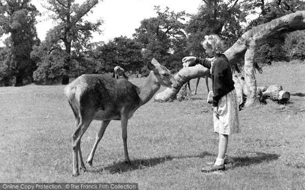 Photo of Richmond, Park, Feeding The Deer c.1955