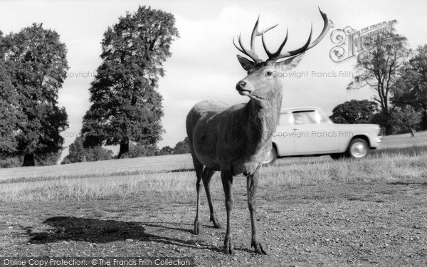 Photo of Richmond, Stag In The Park c.1960