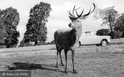 Stag In The Park c.1960, Richmond
