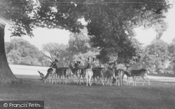 The Deer c.1955, Richmond