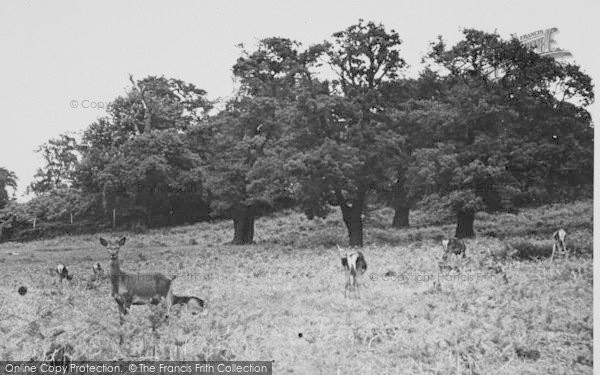 Photo of Richmond, The Park c.1955