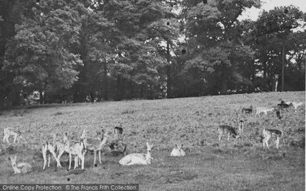 Photo of Richmond, The Park c.1955