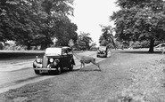 Richmond, the Park c1955