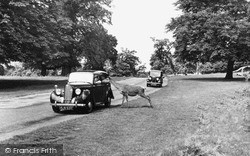 The Park c.1955, Richmond