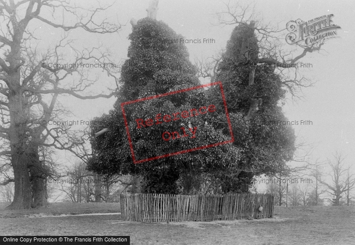 Photo of Rickmansworth, Moor Par, Old Oaks 1903
