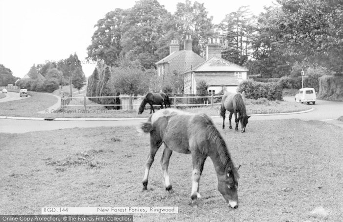 Photo of Ringwood, New Forest Ponies c.1965