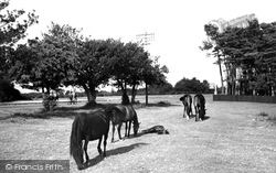 Ponies At Picket Post c.1950, Ringwood