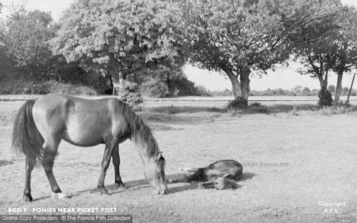Photo of Ringwood, Ponies Near Picket Post c.1950