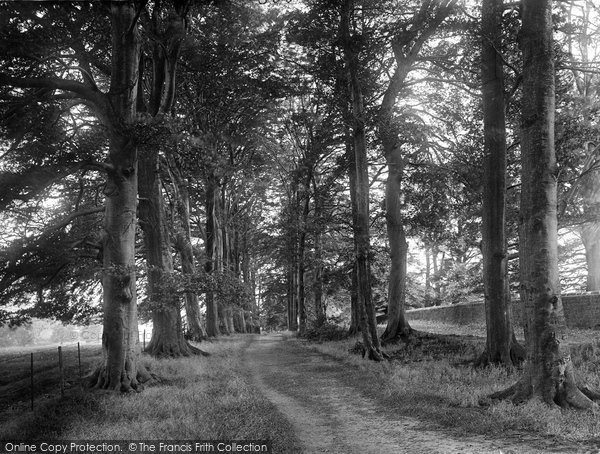 Photo of Ripley, Beech Avenue 1923