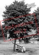 Prams Under A Tree c.1955, Ripon