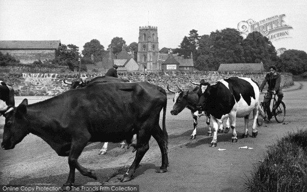 Rothley, Milking Time c.1955