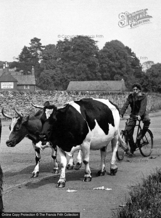 Photo of Rothley, Milking Time c.1955