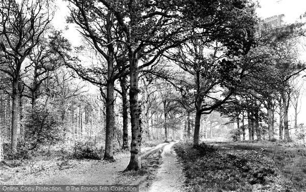 Photo of Rowledge, In The Woods 1930