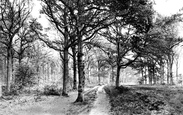 In The Woods 1930, Rowledge
