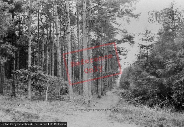 Photo of Rowledge, In The Woods 1930