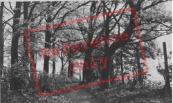 The Stile Plantation c.1955, Royston