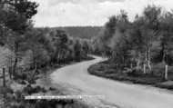 Birches Valley, Cannock Chase c.1965, Rugeley