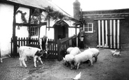 Feeding The Animals 1929, Runcorn